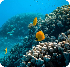 Tropical fish swimming above a coral reef